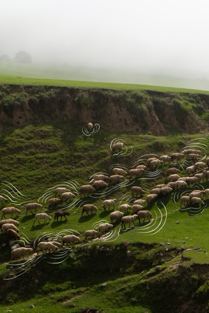 Ovejas pastando con espirales del viento