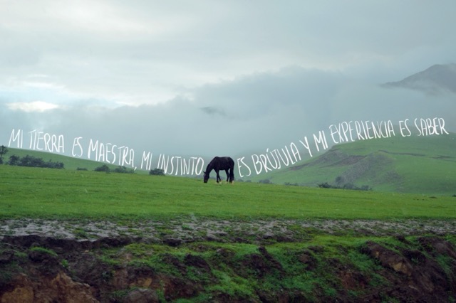 Caballo pastando — 'Mi tierra es maestra, mi instinto es brújula y mi experiencia es saber'
